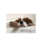 キャバリアのリンダとレオン 1（個別スタンプ：6）