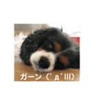 キャバリアのリンダとレオン 1（個別スタンプ：7）