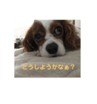 キャバリアのリンダとレオン 1（個別スタンプ：8）