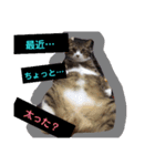 タグニャンず～ここ（個別スタンプ：1）