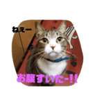 タグニャンず～ここ（個別スタンプ：2）