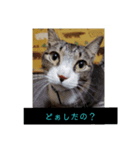 タグニャンず～ここ（個別スタンプ：4）