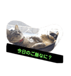 タグニャンず～みるく2（個別スタンプ：7）