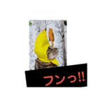 タグニャンず～みるく2（個別スタンプ：8）