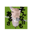 1012誕プレスタンプ（個別スタンプ：7）