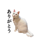 白猫タマの日常（個別スタンプ：1）
