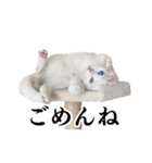 白猫タマの日常（個別スタンプ：2）