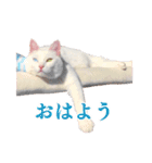 白猫タマの日常（個別スタンプ：3）
