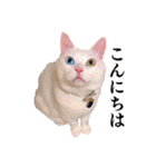 白猫タマの日常（個別スタンプ：4）