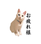 白猫タマの日常（個別スタンプ：6）