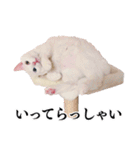 白猫タマの日常（個別スタンプ：7）