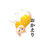 白猫タマの日常（個別スタンプ：8）