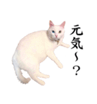 白猫タマの日常（個別スタンプ：10）