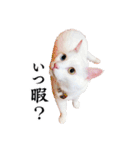 白猫タマの日常（個別スタンプ：12）