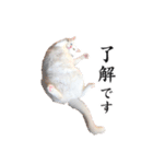 白猫タマの日常（個別スタンプ：15）