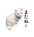 白猫タマの日常（個別スタンプ：16）