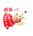 白猫タマの日常（個別スタンプ：17）