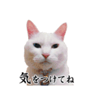 白猫タマの日常（個別スタンプ：18）