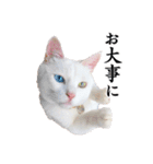 白猫タマの日常（個別スタンプ：19）