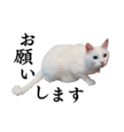 白猫タマの日常（個別スタンプ：20）