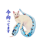 白猫タマの日常（個別スタンプ：24）