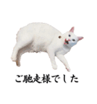白猫タマの日常（個別スタンプ：26）