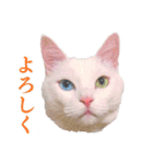 白猫タマの日常（個別スタンプ：27）