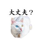 白猫タマの日常（個別スタンプ：28）