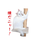 白猫タマの日常（個別スタンプ：31）