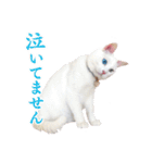 白猫タマの日常（個別スタンプ：32）