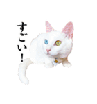 白猫タマの日常（個別スタンプ：35）
