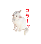 白猫タマの日常（個別スタンプ：36）