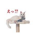 白猫タマの日常（個別スタンプ：38）