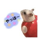 ハムスター❤︎おもちのほっこりスタンプ❤︎（個別スタンプ：1）