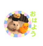 ハムスター❤︎おもちのほっこりスタンプ❤︎（個別スタンプ：3）