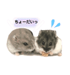 ハムスター❤︎おもちのほっこりスタンプ❤︎（個別スタンプ：22）
