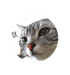 愛猫LOVE（個別スタンプ：1）