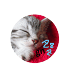 愛猫LOVE（個別スタンプ：2）