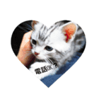 愛猫LOVE（個別スタンプ：3）