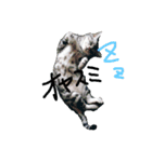 愛猫LOVE（個別スタンプ：4）