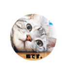 愛猫LOVE（個別スタンプ：8）