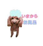 トイプードル♪パート2（個別スタンプ：8）