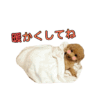 トイプードル♪パート2（個別スタンプ：11）