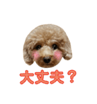 トイプードル♪パート2（個別スタンプ：15）