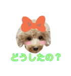 トイプードル♪パート2（個別スタンプ：16）