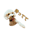 トイプードル♪パート2（個別スタンプ：17）