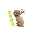 トイプードル♪パート2（個別スタンプ：19）