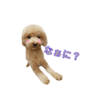 トイプードル♪パート2（個別スタンプ：29）