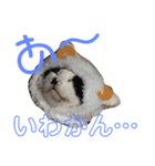 ココと仲間たち（個別スタンプ：1）