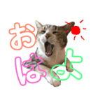 ココと仲間たち（個別スタンプ：4）